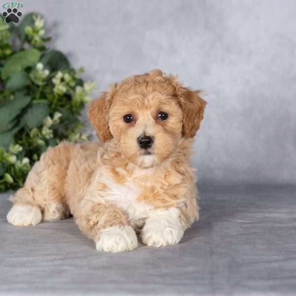 Bonnie, Bich-Poo Puppy